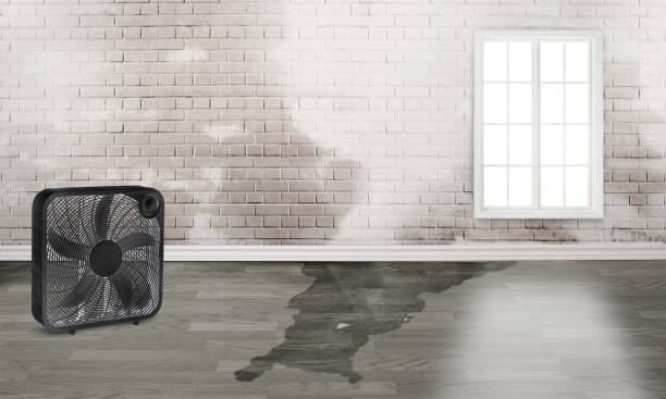 Best Water damage restoration mold remediation  in East Milton, FL